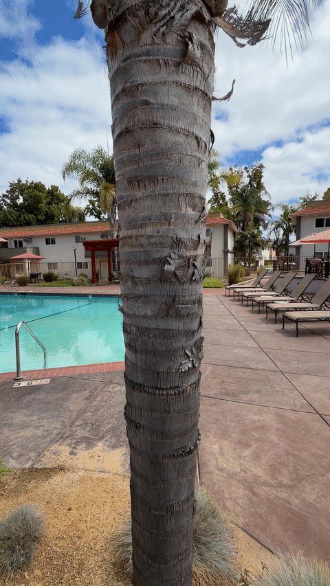 Animated dolly zoom with a palm-tree trunk staying centered as the pool and building in the background grow larger